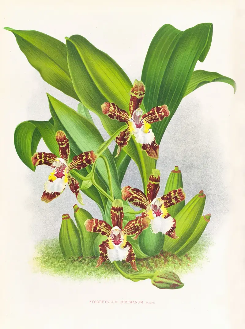 Zygopetalum jorisianum, Jean Jules Linden