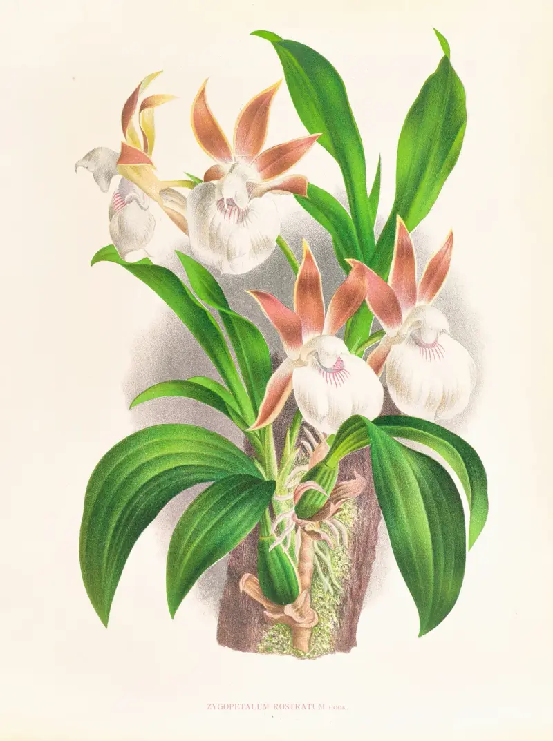 Zygopetalum rostratum av Jean Jules Linden