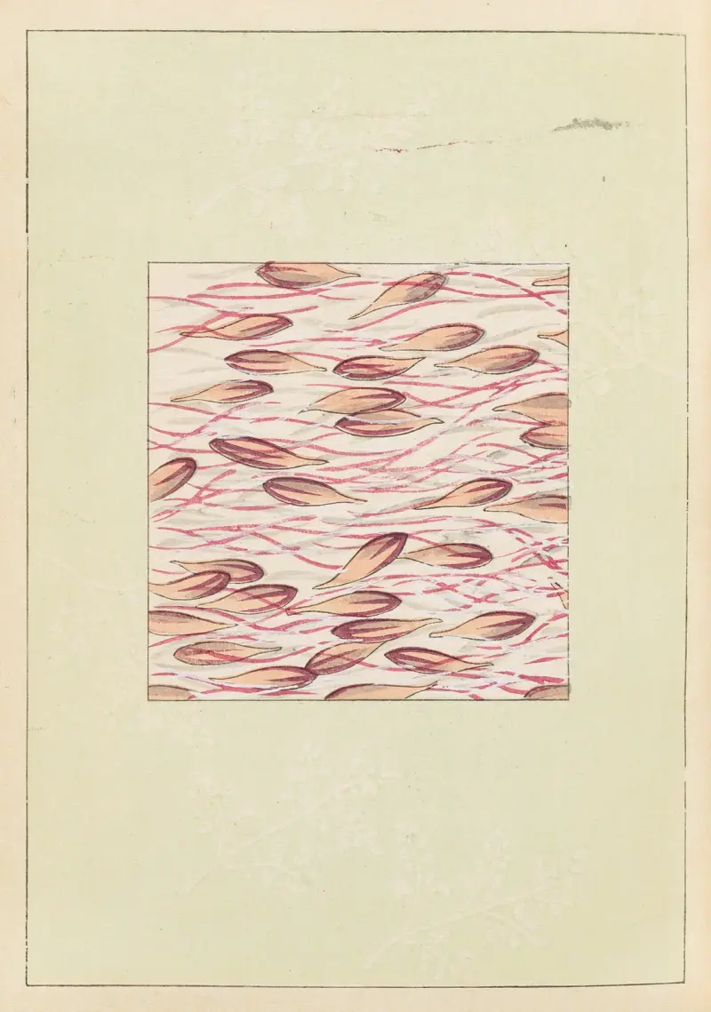 Shin-Bijutsukai Pl.311 av Furuya Kōrin