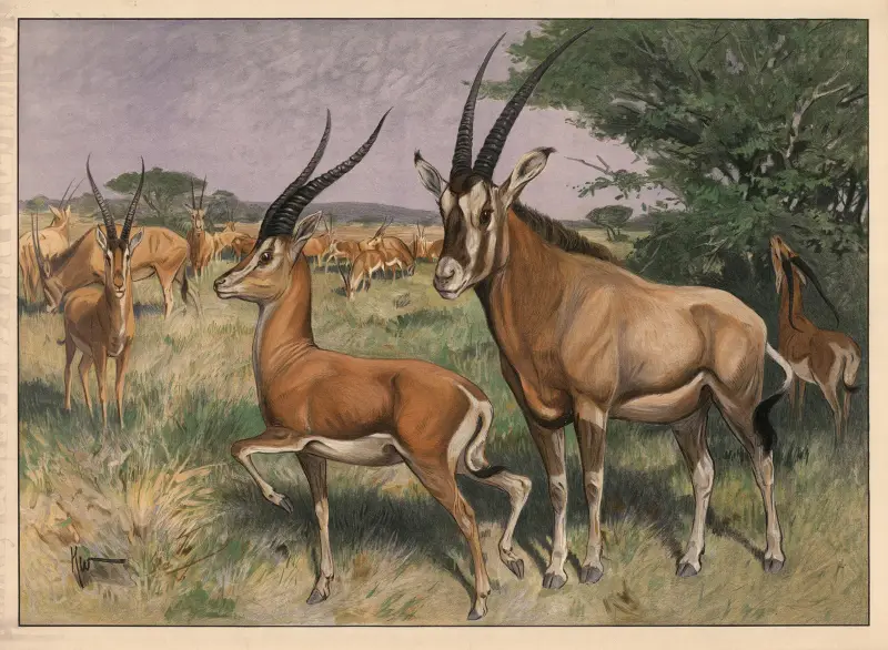 Antylopa, 1909, Karl Wagner