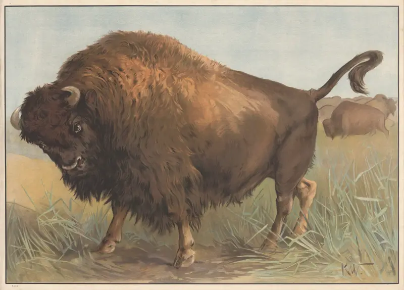 Americký bizon, Karl Wagner