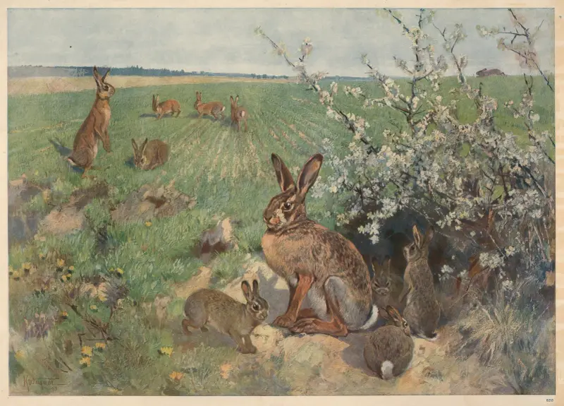 Hare om sommaren av Karl Wagner