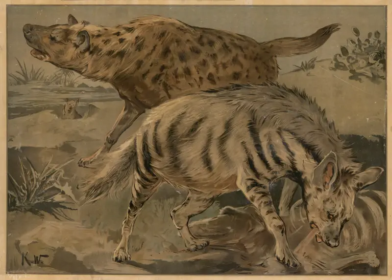 Hyena, Karl Wagner