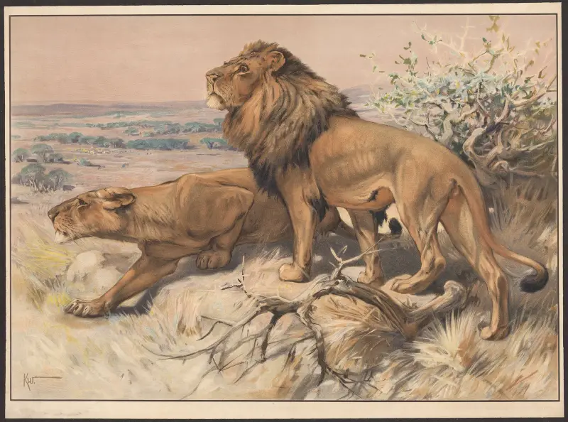 Löwe und Löwin von Karl Wagner