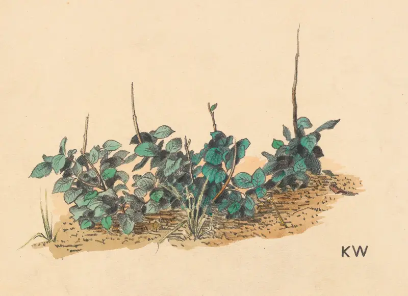 Utan titel (Grönplantor) av Karl Wiener