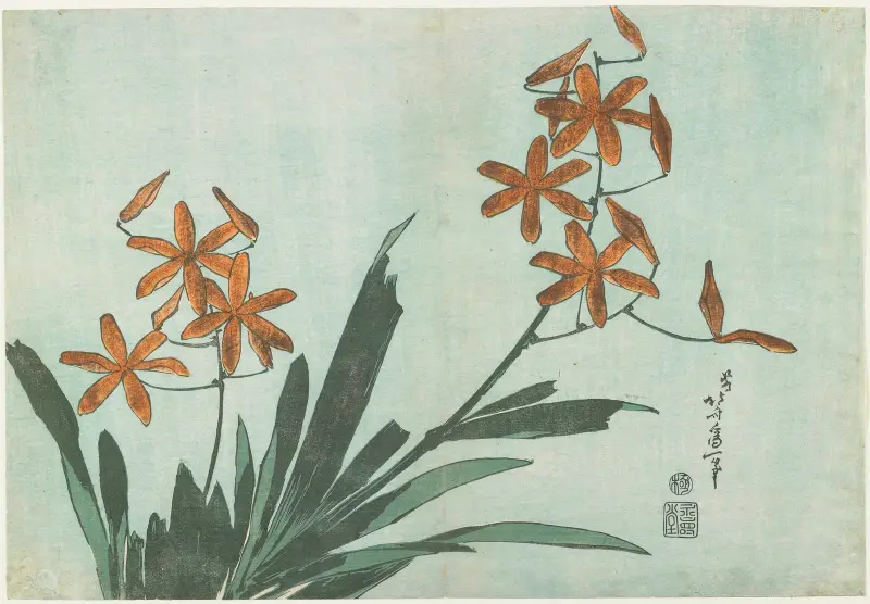Lilia lamparta, Katsushika Hokusai