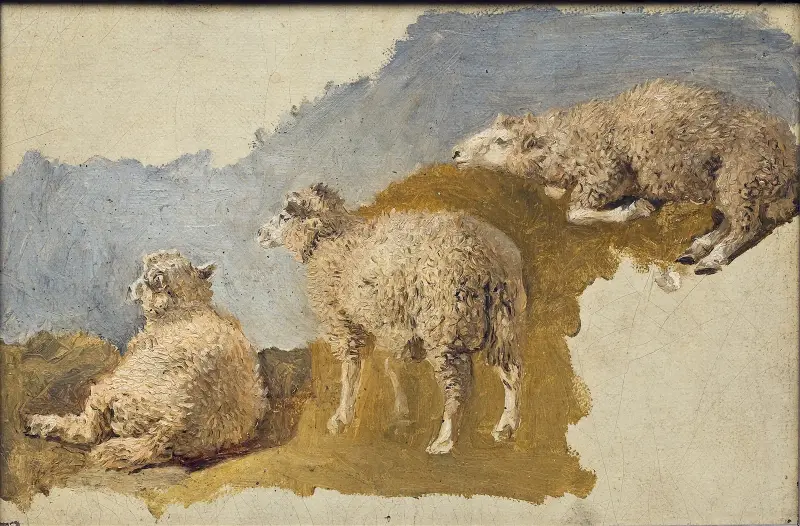 Drei Schafe. Studie von Kilian Zoll