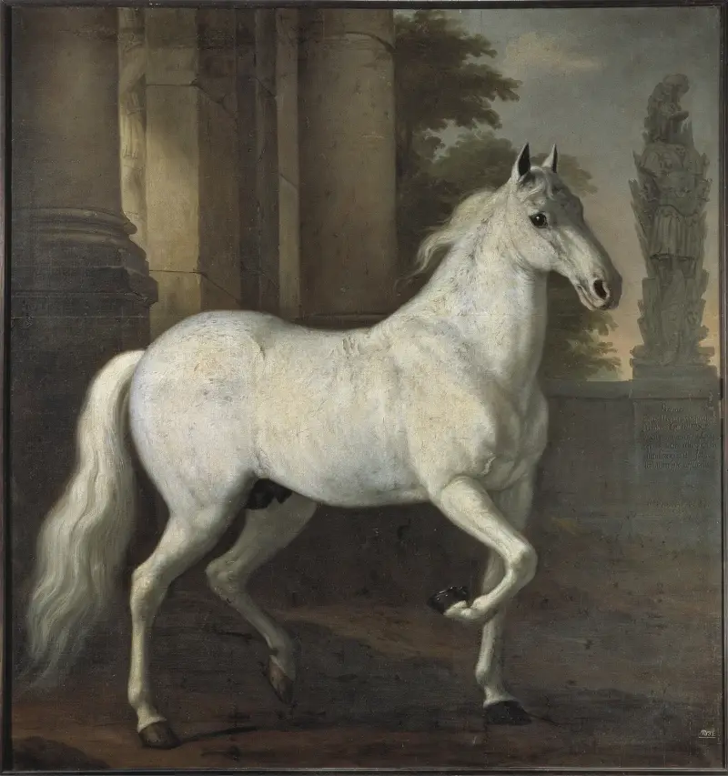 Karl XI’s horse Brilliant av David Klöcker Ehrenstrahl