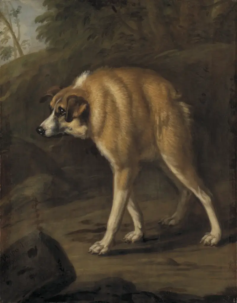 Missbildad hund av David Klöcker Ehrenstrahl