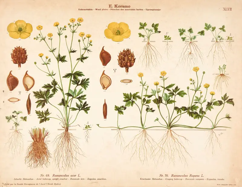 Acrid buttercup, upright crowfoot, Creeping buttercup av Knut Quelprud