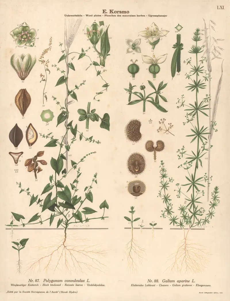 Windender Knöterich, Kletten-Labkraut von Knut Quelprud