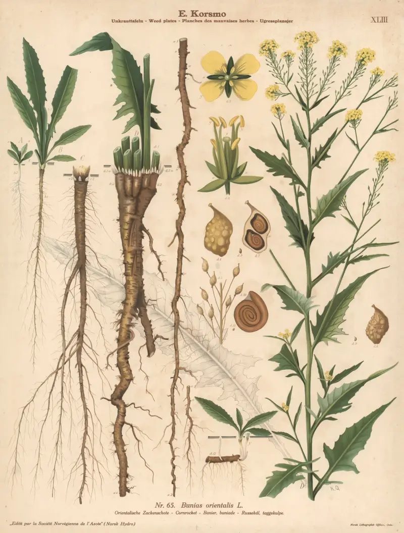 Cornrocket av Knut Quelprud