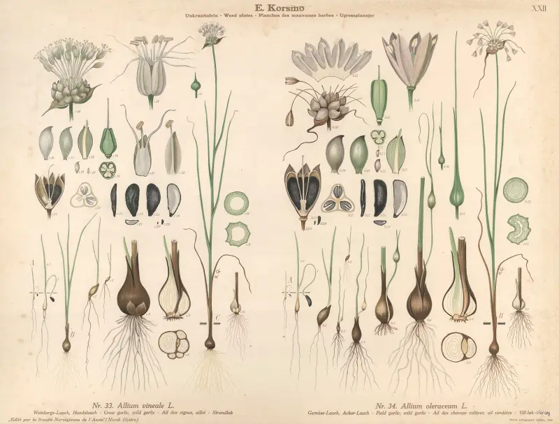 Crow garlic, wild garlic, Field garlic, wild garlic av Knut Quelprud