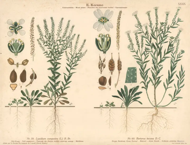 Field pepperwort, Madwort av Knut Quelprud