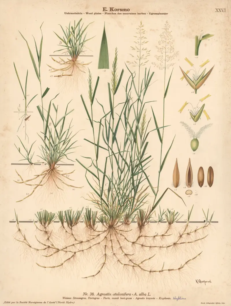 Fiorin, marsh bent-grass av Knut Quelprud