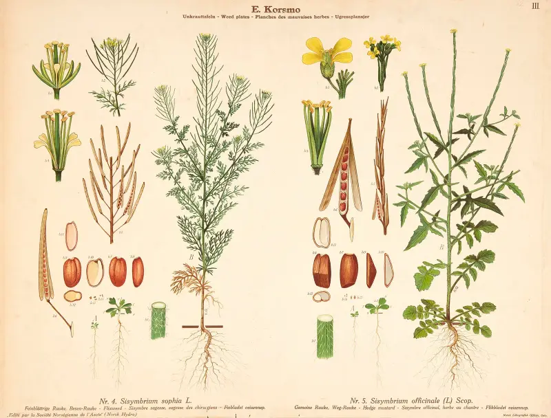 Flixweed, Hedge mustard av Knut Quelprud