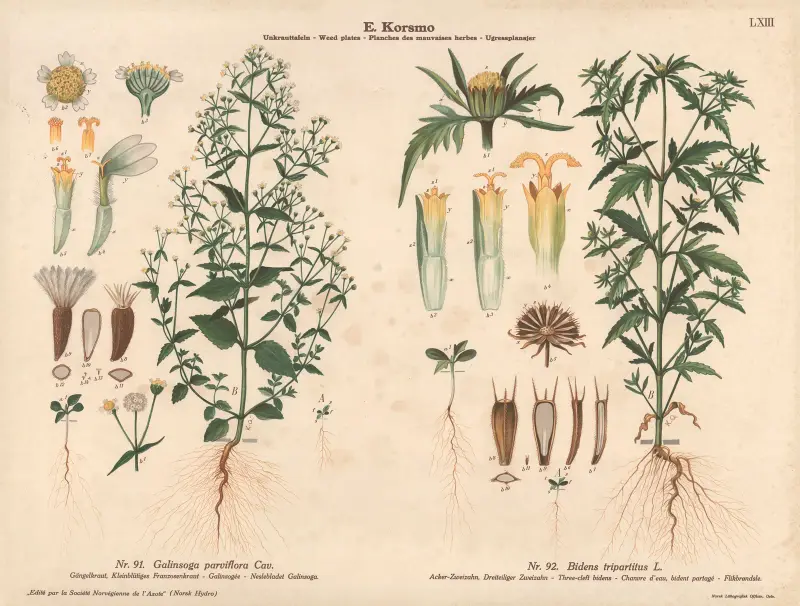 Gallant soldier, Three-cleft bidens av Knut Quelprud