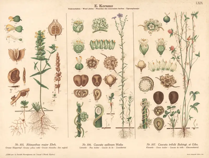 Greater yellow rattle, Flax doder, Clover dodder av Knut Quelprud