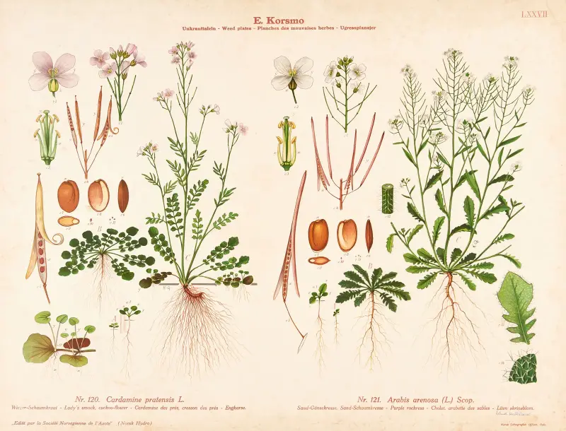 Lady’s smock, cuckoo-flower, Purple rockress av Knut Quelprud