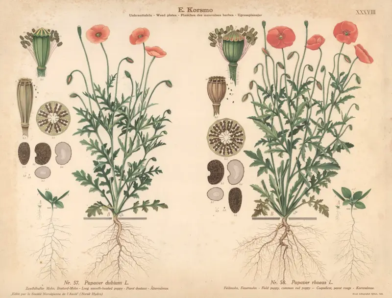 Long smooth-headed poppy, Field poppy, common red poppy av Knut Quelprud
