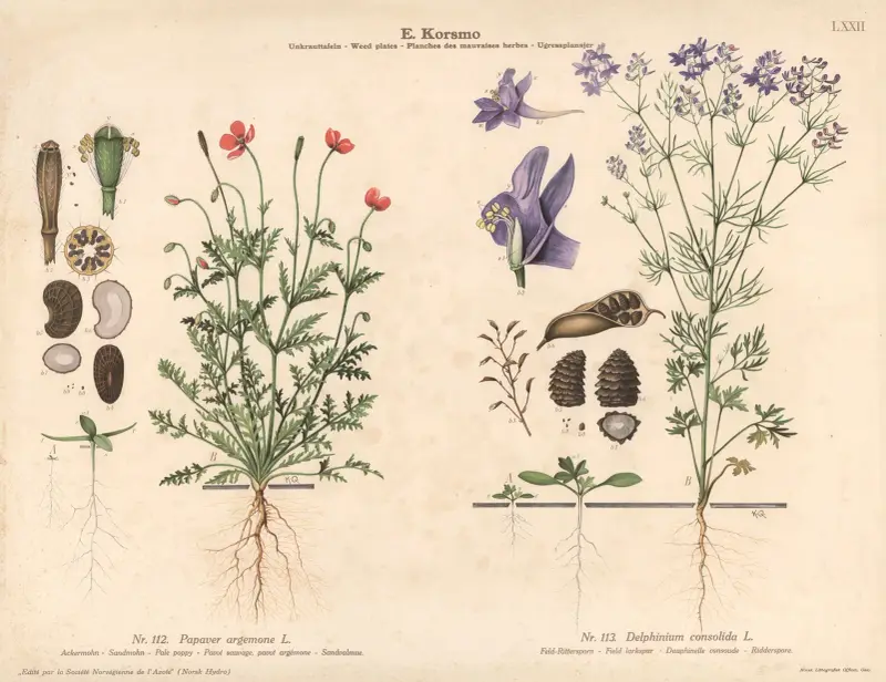 Pale poppy, Field larkspur av Knut Quelprud
