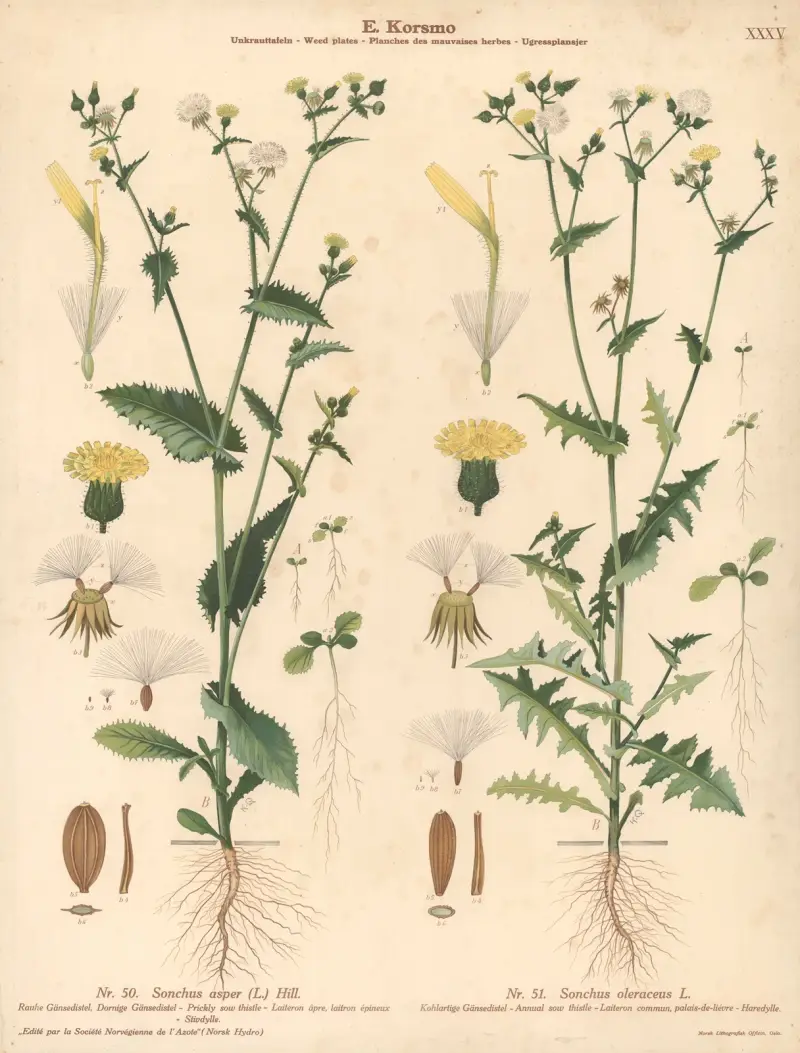 Prickly sow thistle, Annual sow thistle av Knut Quelprud