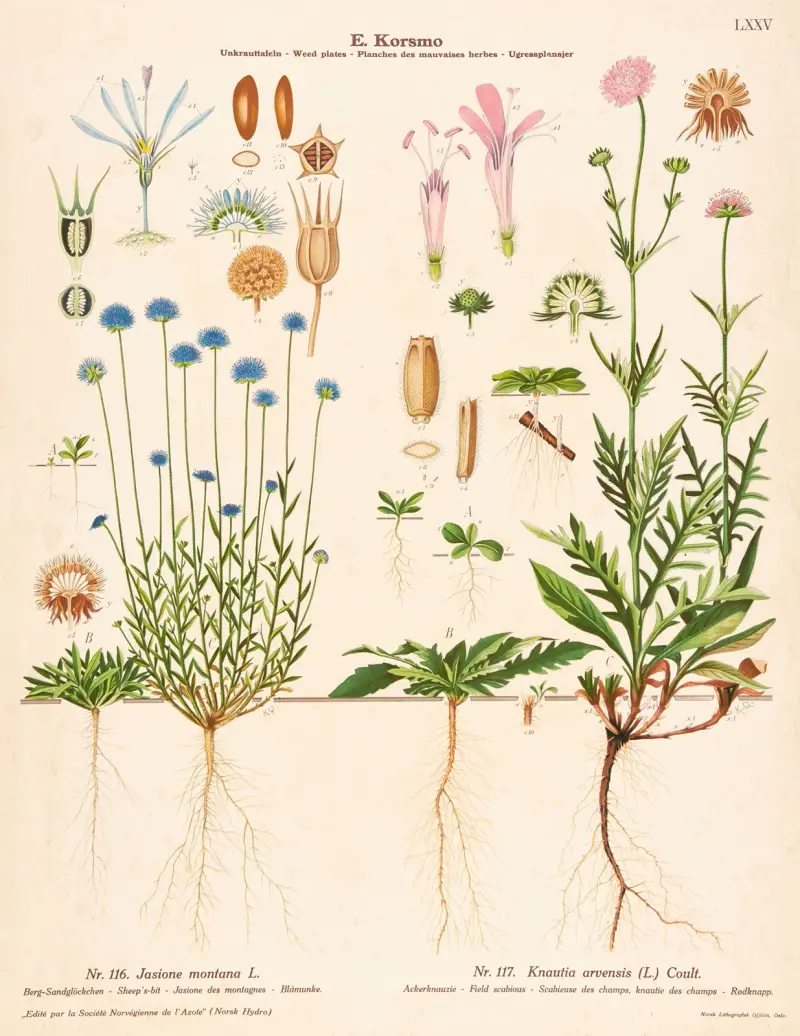 Sheep’s-bit, Field scabious av Knut Quelprud