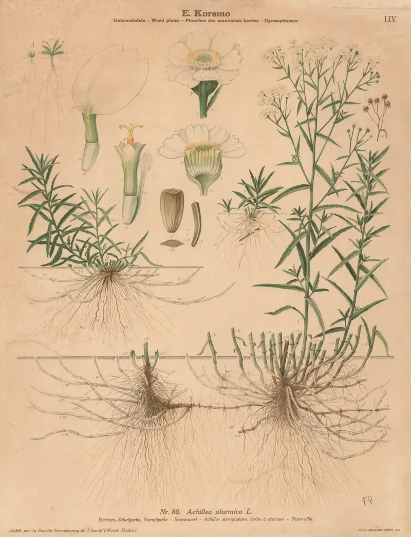Sneezewort av Knut Quelprud