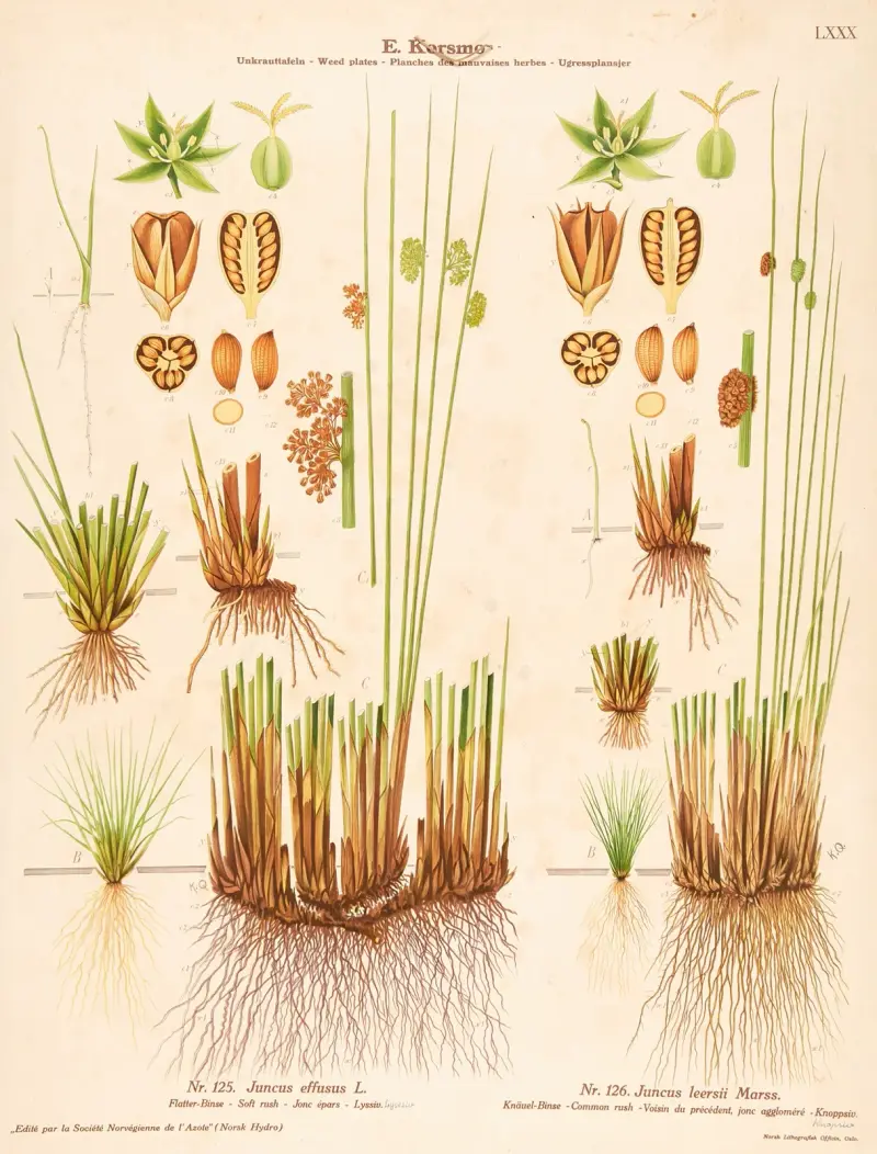 Soft rush, Common rush av Knut Quelprud