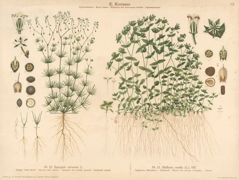 Spurrey, corn spurrey, Chickenweed av Knut Quelprud