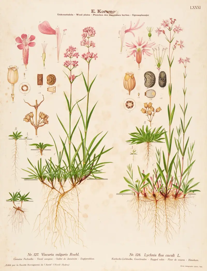 Klibbglim och gökblomster av Knut Quelprud