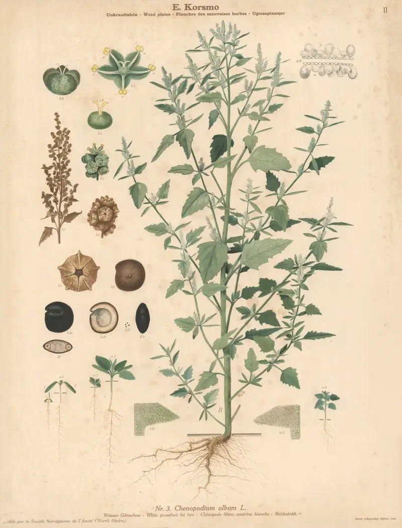 White goosefoot, fat hen av Knut Quelprud