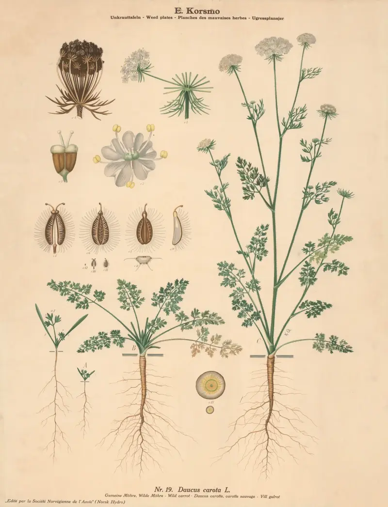 Divoká mrkev, Knut Quelprud