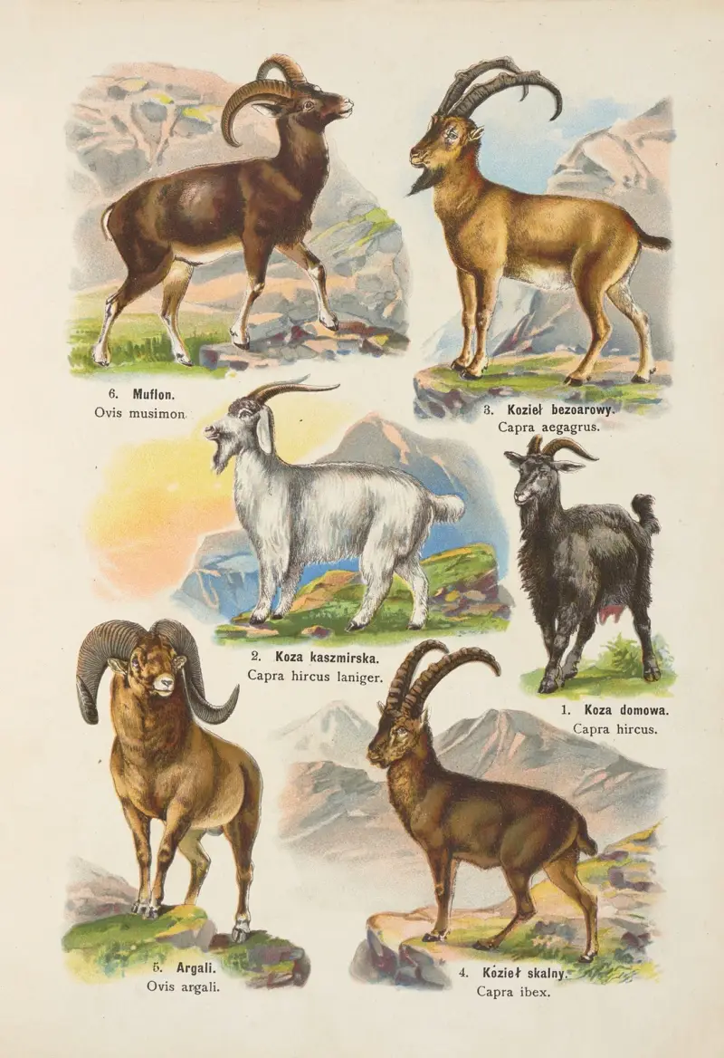Atlas över djurriket pl. 19 av Kurt Lampert