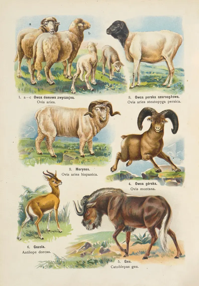 Atlas över djurriket pl. 20 av Kurt Lampert