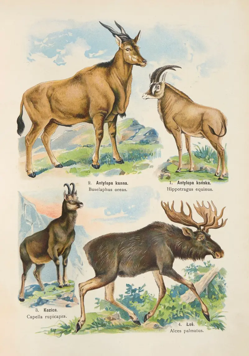 Atlas państwa zwierzęcego Pl.21 av Kurt Lampert