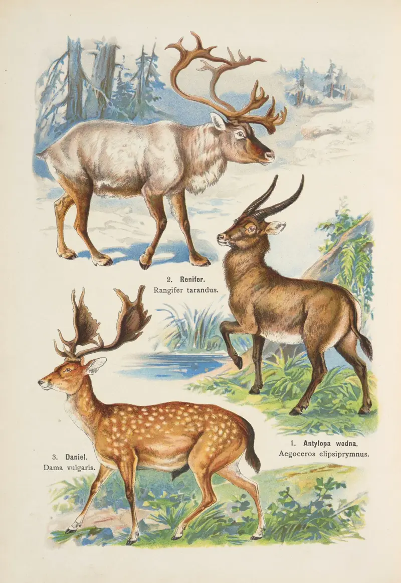 Atlas państwa zwierzęcego Pl.22 av Kurt Lampert