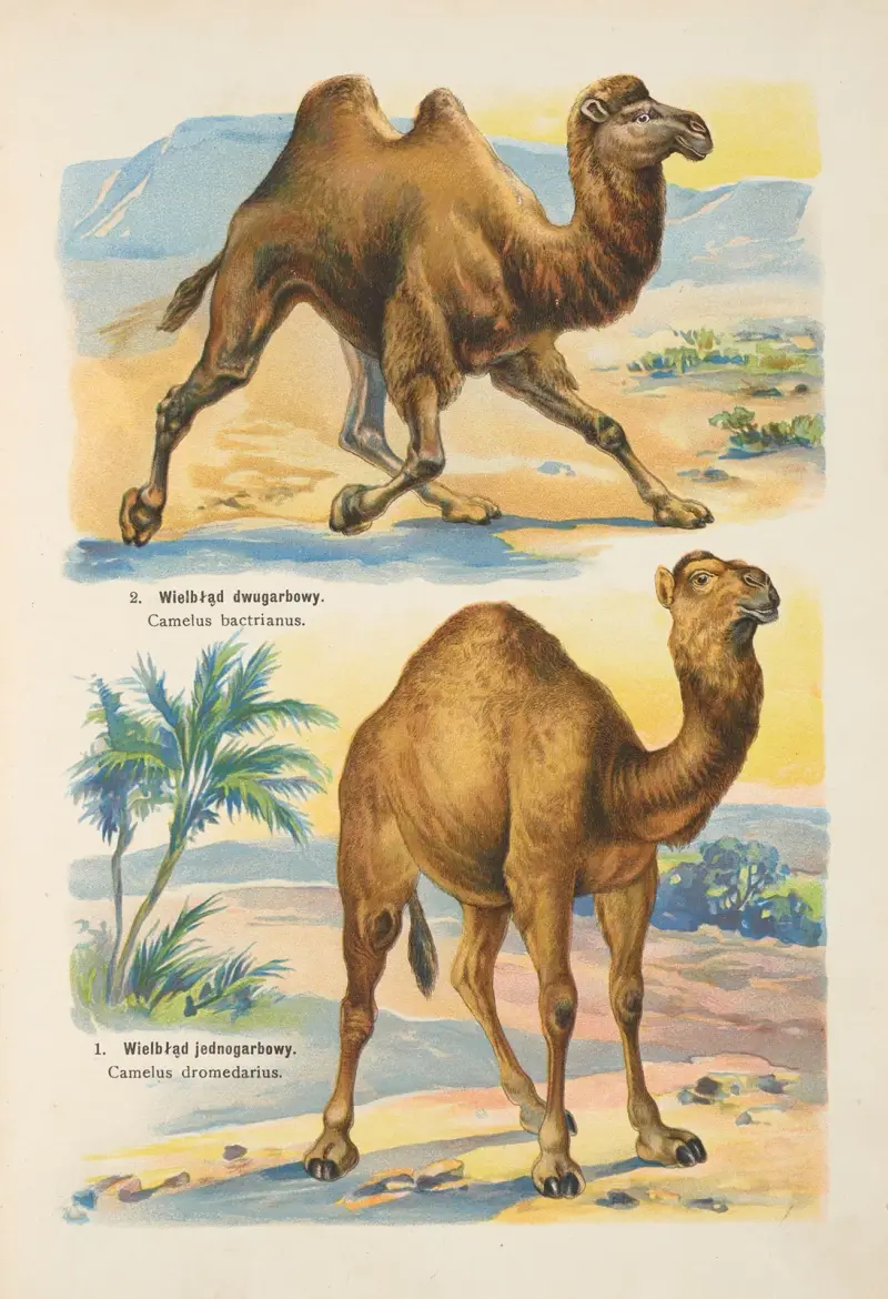 Atlas państwa zwierzęcego Pl.25 av Kurt Lampert