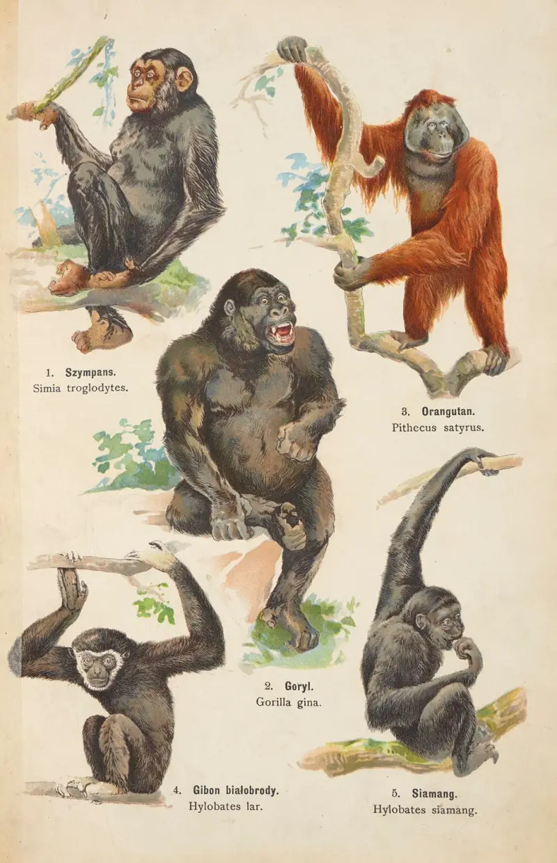 Atlas över djurriket Pl.33 av Kurt Lampert
