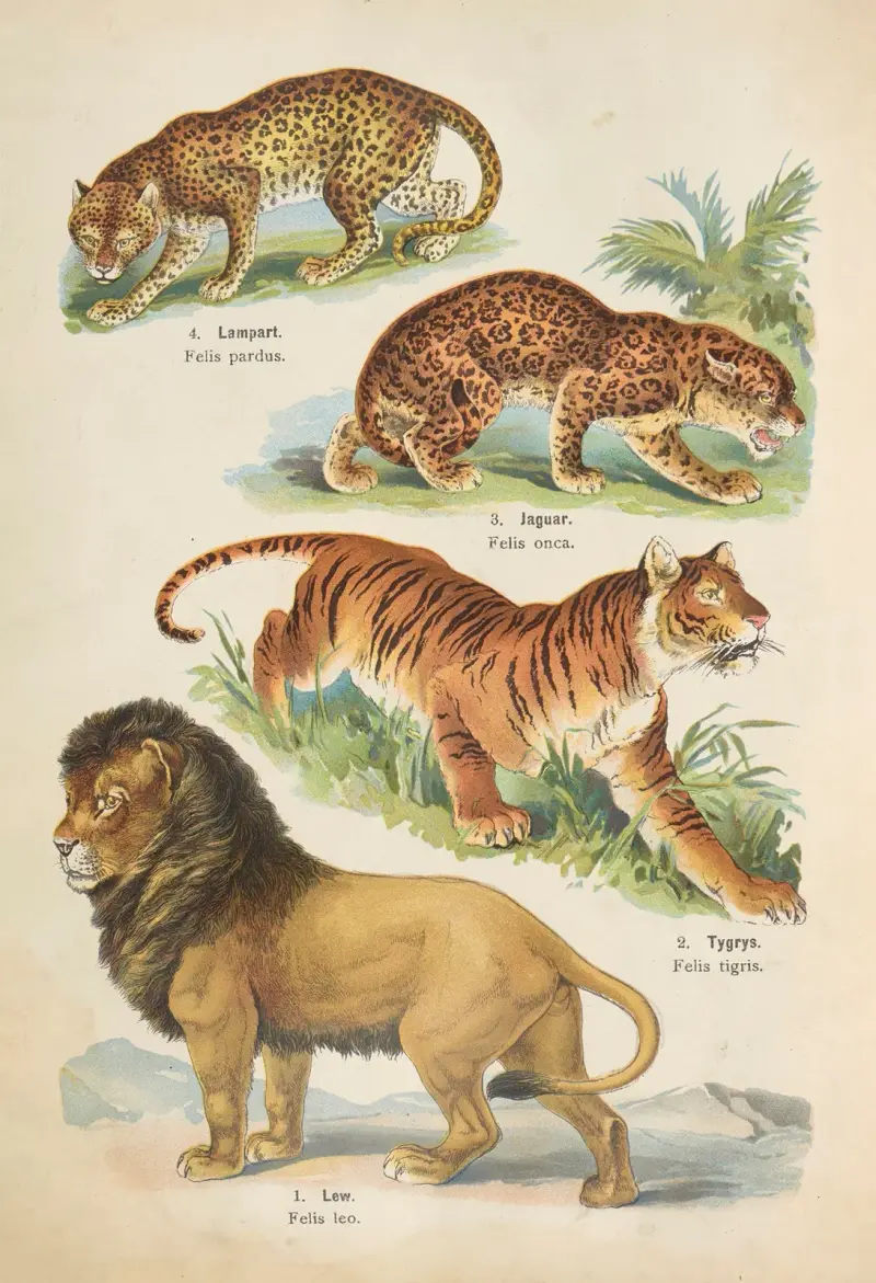 Atlas państwa zwierzęcego Pl.38 av Kurt Lampert