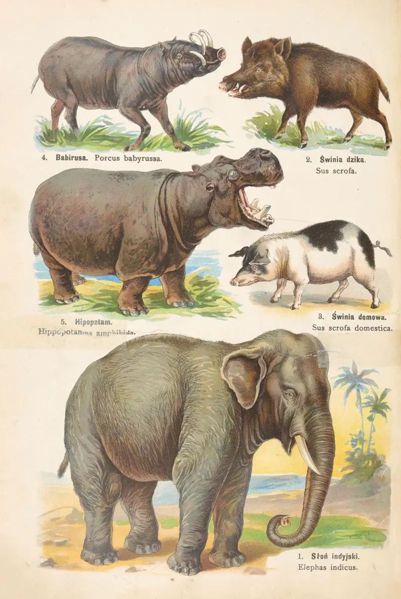 Atlas państwa zwierzęcego Pl.48 av Kurt Lampert
