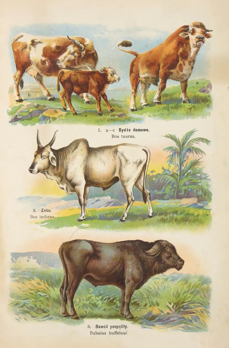 Atlas över djurriket Pl.49 av Kurt Lampert