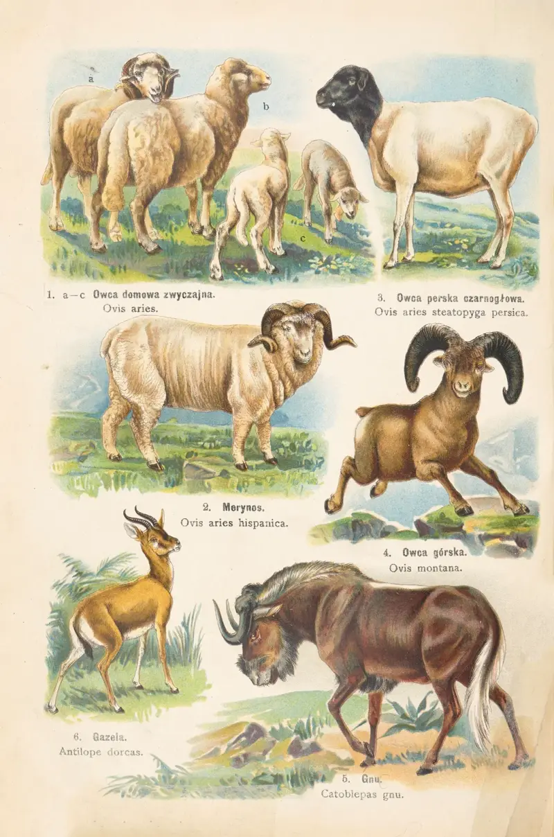 Djurrikets atlas Pl.52 av Kurt Lampert