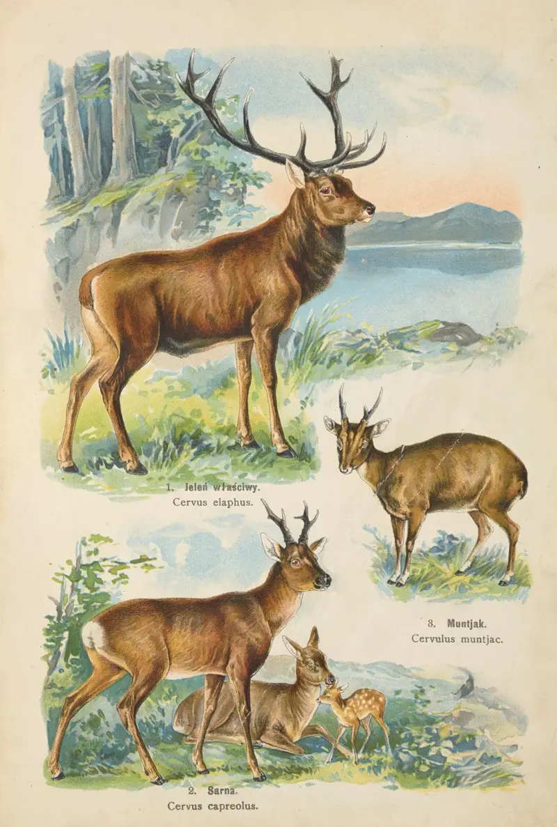 Atlas över djurriket Pl.55 av Kurt Lampert