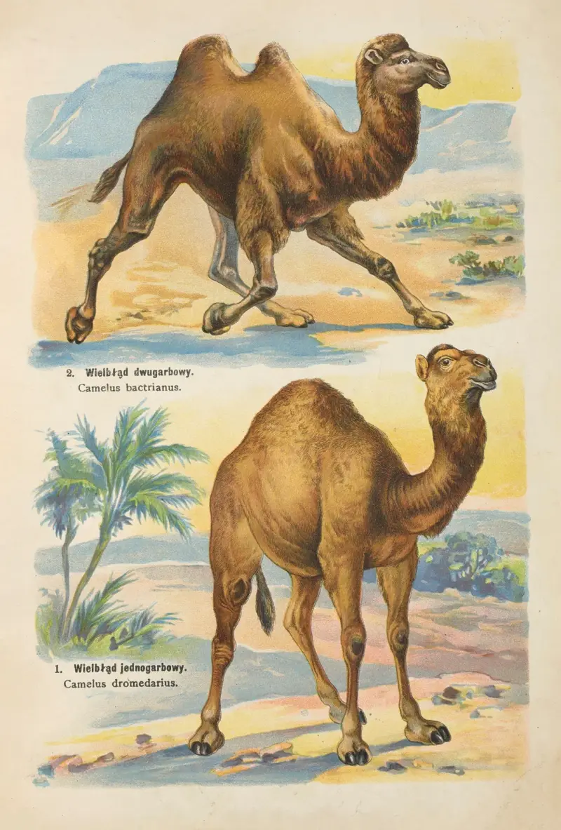 Atlas państwa zwierzęcego Pl.57 av Kurt Lampert