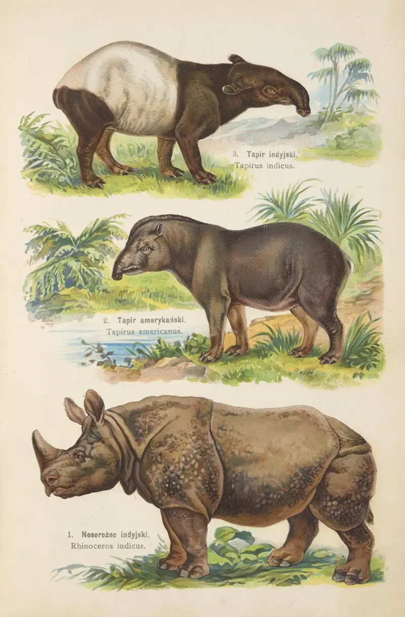 Atlas över djurriket Pl.59 av Kurt Lampert