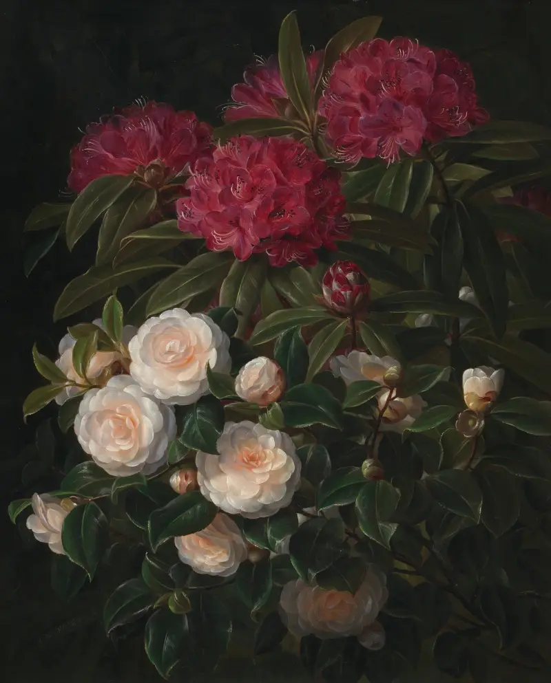 Kamelier Og Rhododendron av Johan Laurentz Jensen