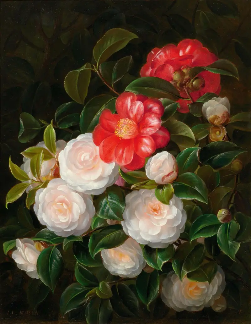 Red and white camellias av Johan Laurentz Jensen
