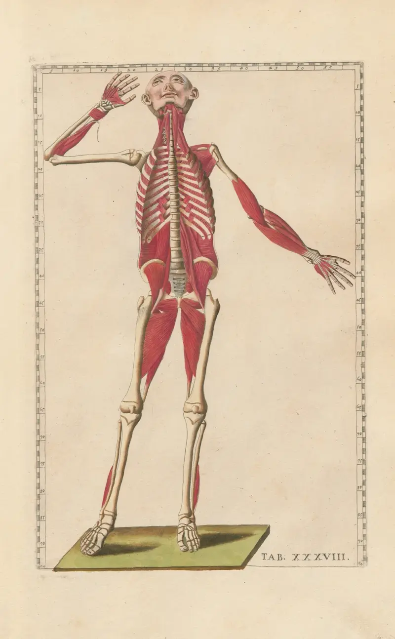 Bartholomaei Eustachii anatomici summi Romanae archetypae tabulae anatomicae novis explicationibus Pl.38 av Pier Leone Ghezzi