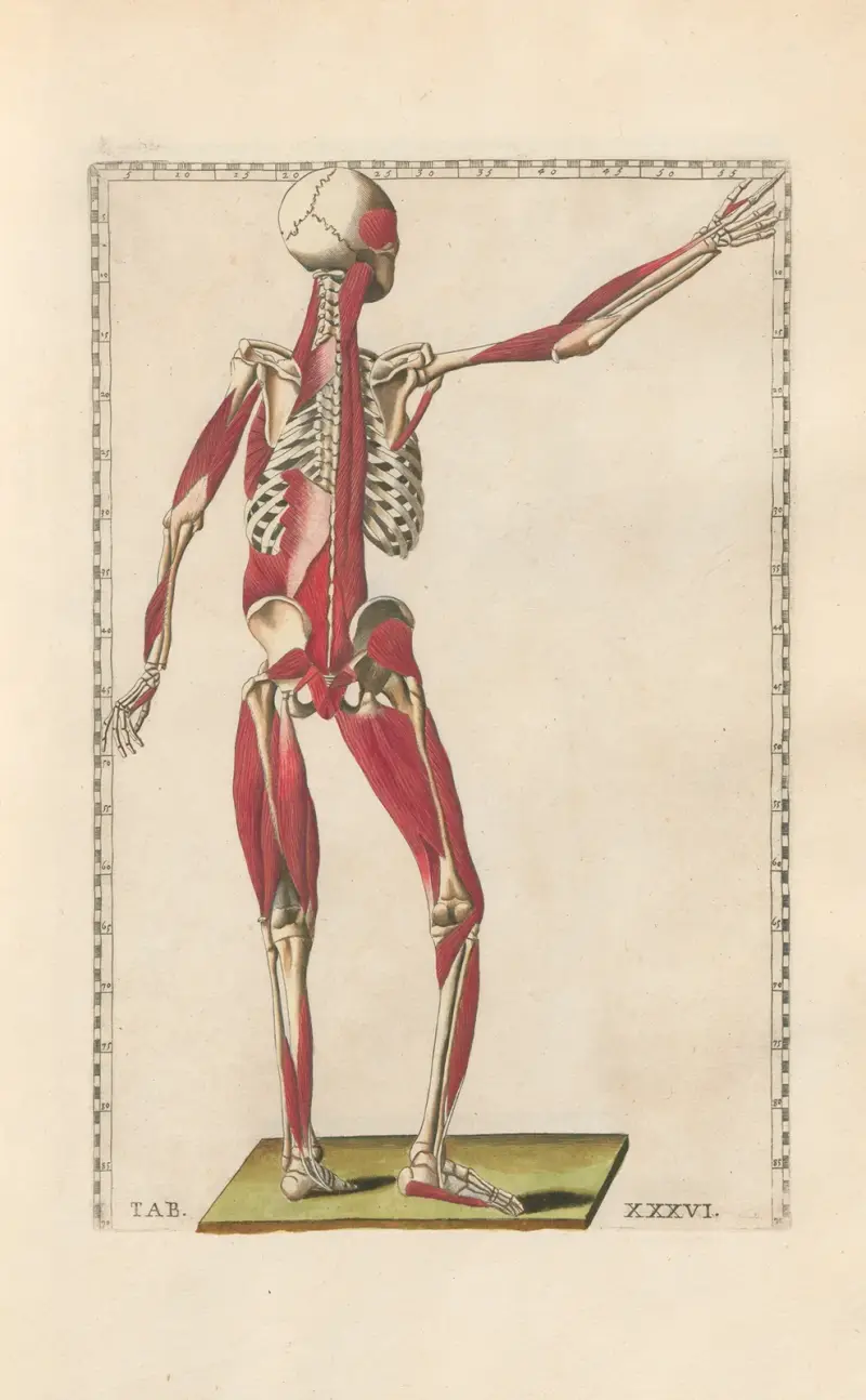 Bartholomaei Eustachii anatomici summi Romanae archetypae tabulae anatomicae novis explicationibus Pl.36 av Pier Leone Ghezzi